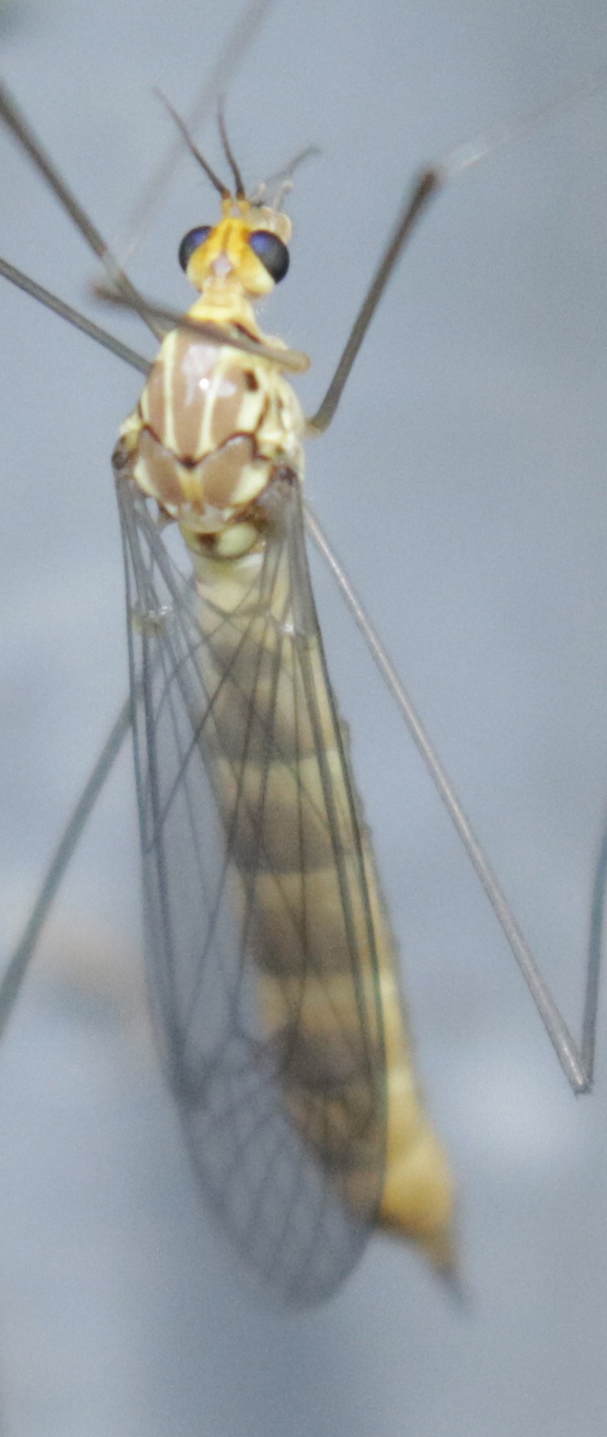 Tipulidae?   Pi probabile Limoniidae, femmina